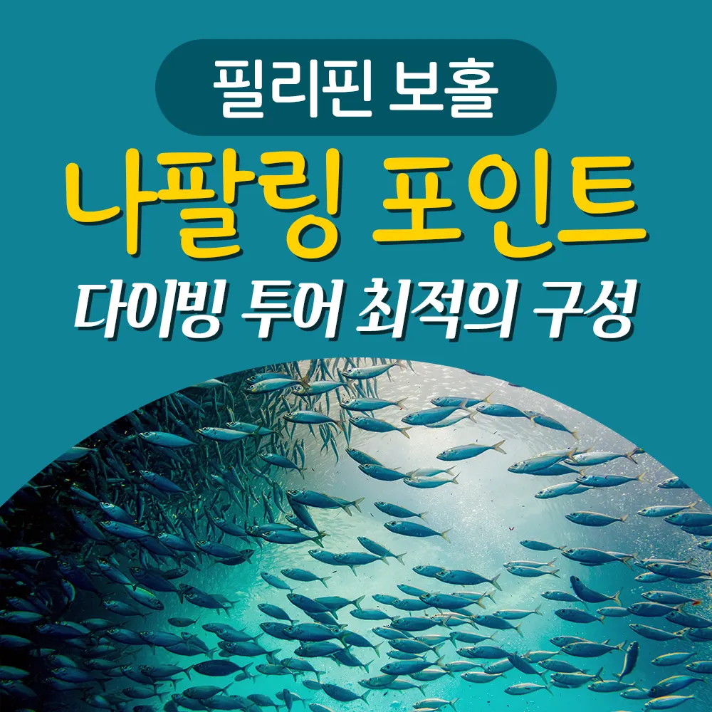 필리핀 보홀 나팔링 포인트 다이빙 투어 최적의 구성
