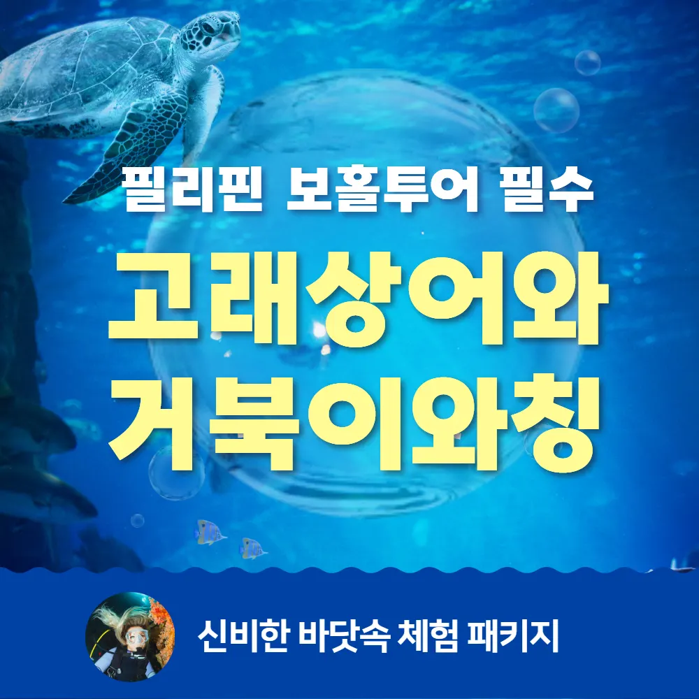 필리핀 보홀투어 필수 고래상어와 거북이와칭 신비한 바닷속 체험 패키지