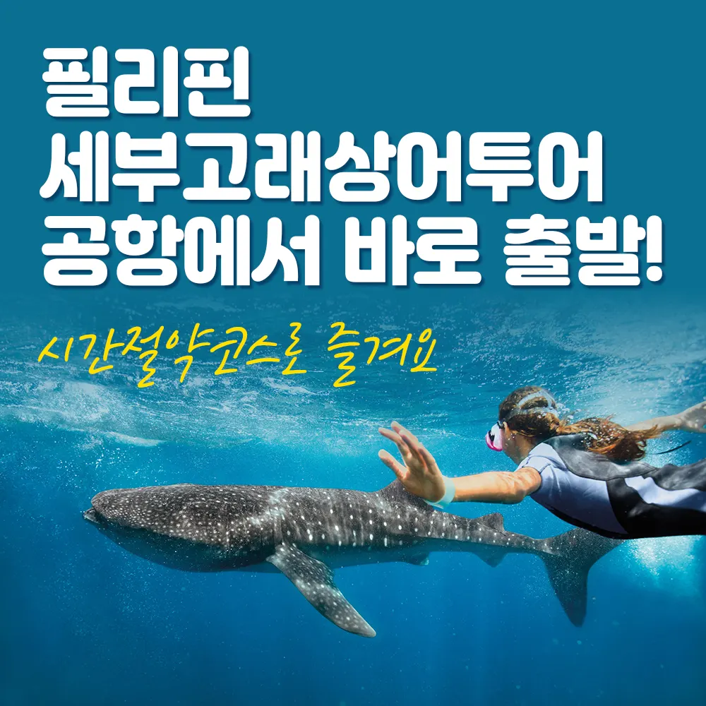 필리핀 세부고래상어투어 공항에서 바로 출발! 시간절약코스