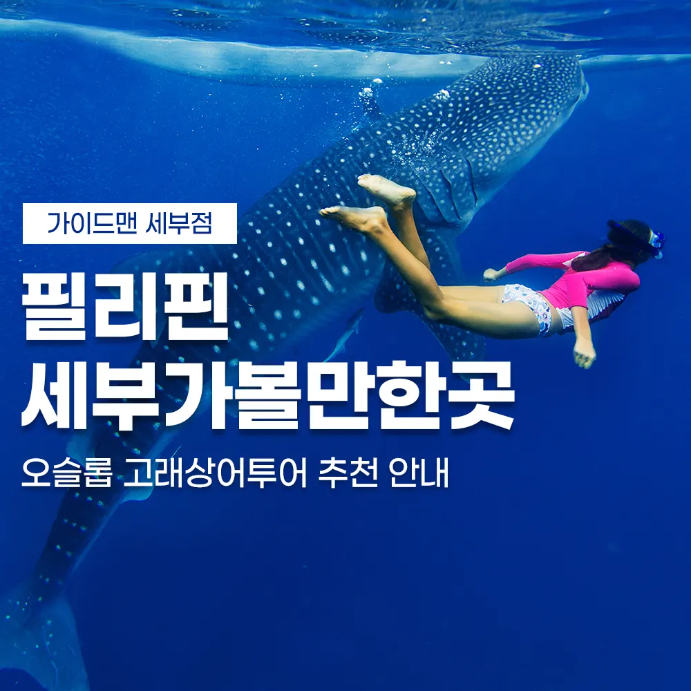 필리핀 세부가볼만한곳 오슬롭 고래상어투어 추천 안내