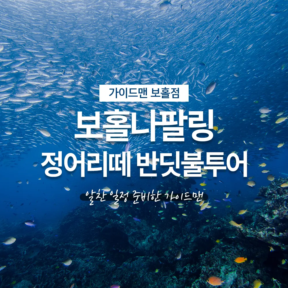 필리핀 보홀나팔링 정어리떼 반딧불투어 가이드맨 일정